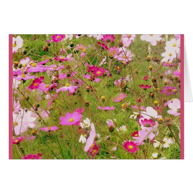 Gebied van de roze bloemen (Voorkant Horizontaal)