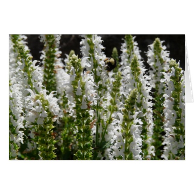 Gebied van de Witte Bloemen van de Lavender (Voorkant Horizontaal)