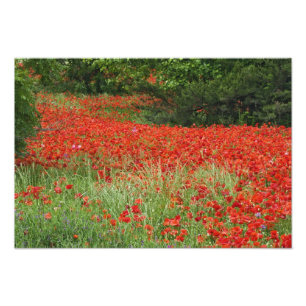 Gebied van hybride papaverbloemen geplant langs foto afdruk