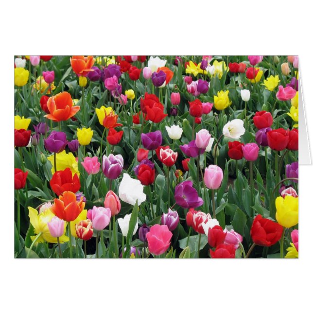 Gebied van kleurrijke Tulpen (Voorkant Horizontaal)
