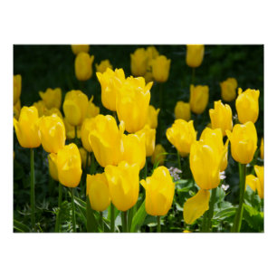 Gebied van lichtgele tulpen perfect poster