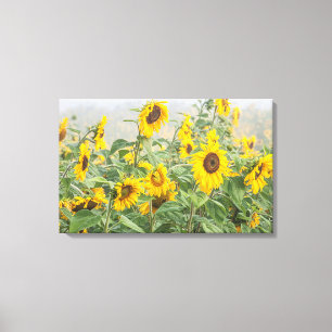 Gebied van reuzenbruine zonnebloemen canvas afdruk