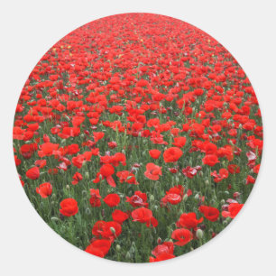Gebied van rode papavers ronde sticker