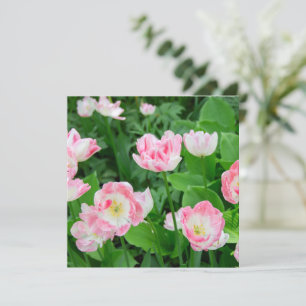 Gebied van roze tulpen