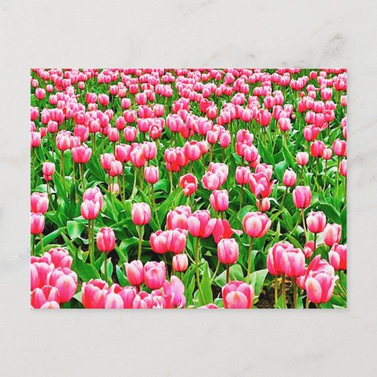 Gebied van roze Tulpen Briefkaart (Voorkant)