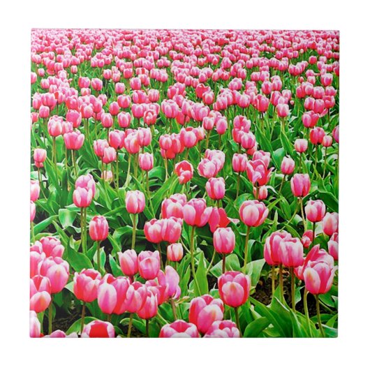 Gebied van roze Tulpen Tegeltje (Voorkant)