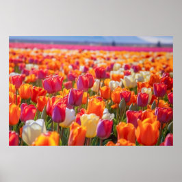 Gebied van Tulpen in volle bloei Poster