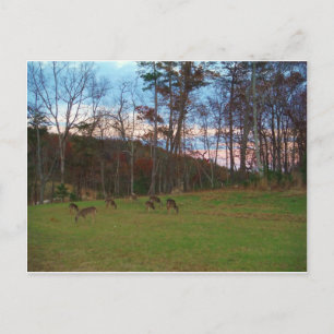 Gebied van Verre & een Roze SunSet Briefkaart