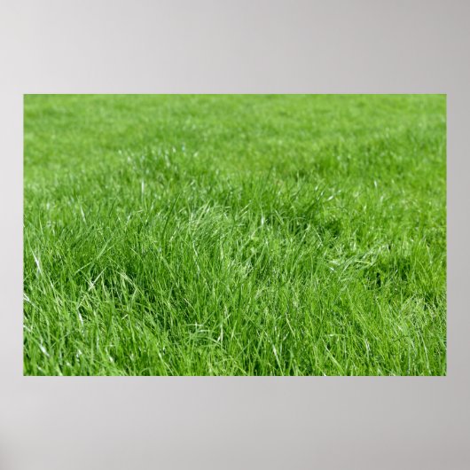 gebied van vers groen gras poster (Voorkant)