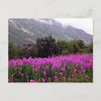 Gebied van wilde bloemen dichtbij Bodo, Noorwegen Briefkaart