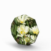 Gebied van witte tulpen Foto (Rechts)