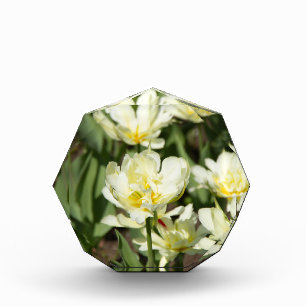 Gebied van witte tulpen Foto