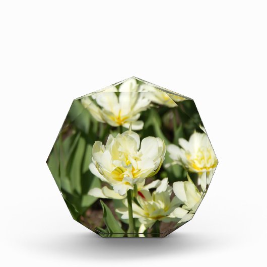 Gebied van witte tulpen Foto (Voorkant)