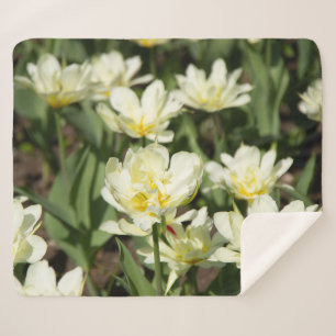 Gebied van witte tulpen Foto Sherpa Deken
