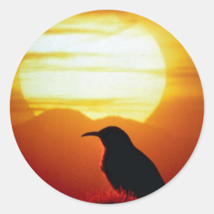 Gebogen wetsovertreder op saguaro, Sonoran Desert, Ronde Sticker