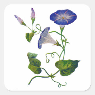 Geborduurde Blauwe Morning Glories Vierkante Sticker