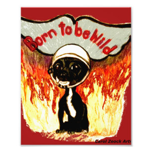 Geboren als Wild Chihuahua door Carol Zeock Foto Afdruk