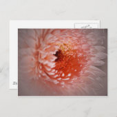 Geboren naar geslaagd briefkaart (Voorkant / Achterkant)