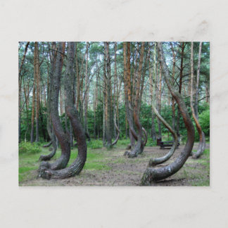 Gebost bos - Polen Briefkaart