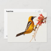 Geboste Oriole Briefkaart (Voorkant / Achterkant)
