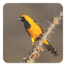 Geboste Oriole op een tak