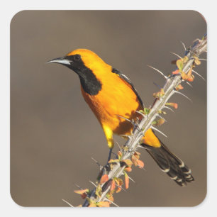 Geboste Oriole op een tak Vierkante Sticker