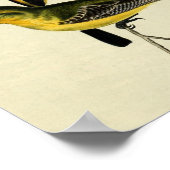 Geboste Oriole Poster (Hoek)