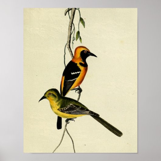 Geboste Oriole Poster (Voorkant)