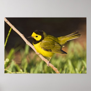 Geboste Warbler Wilsonia citrina) volwassen, manne Poster