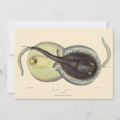  gebottelde Stingrays, zeedieren (Voorkant)