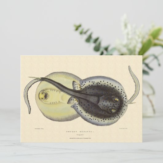  gebottelde Stingrays, zeedieren (Staand voorkant)