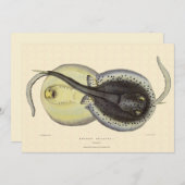  gebottelde Stingrays, zeedieren (Voorkant / Achterkant)