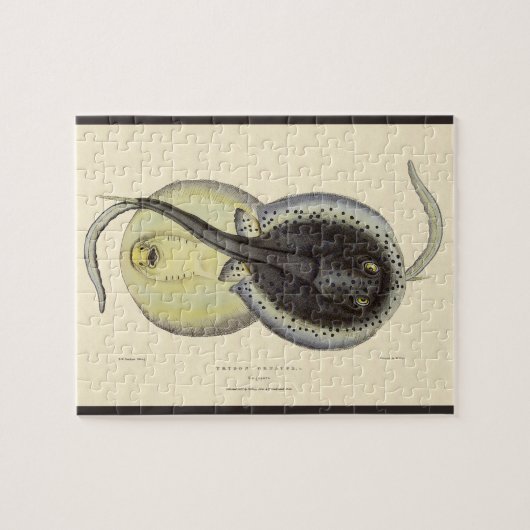  gebottelde Stingrays, zeedieren Legpuzzel (Horizontaal)