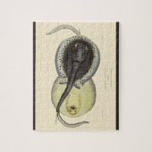  gebottelde Stingrays, zeedieren Legpuzzel (Verticaal)