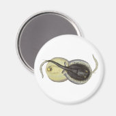  gebottelde Stingrays, zeedieren Magneet (Voorkant / Achterkant)