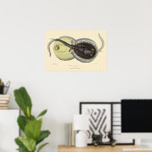 gebottelde Stingrays, zeedieren Poster (Thuiskantoor)