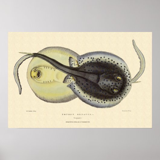 gebottelde Stingrays, zeedieren Poster (Voorkant)