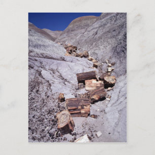 Gebroken stammen, Petrified Forest National Park, Briefkaart