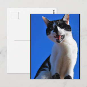Gebrul van de Huiskat Briefkaart