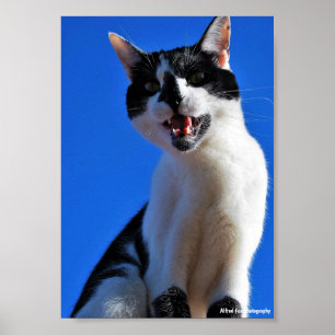 Gebrul van de Huiskat Poster
