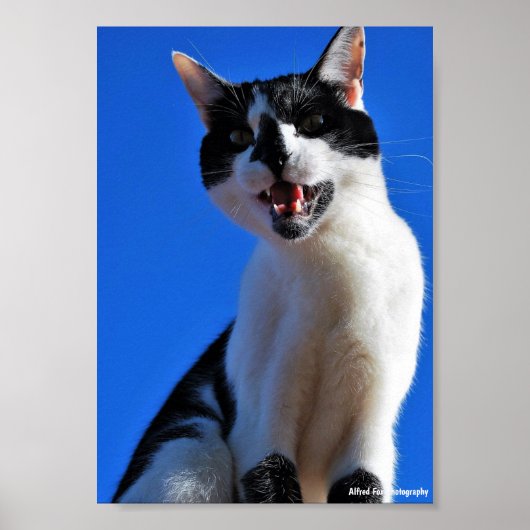 Gebrul van de Huiskat Poster (Voorkant)