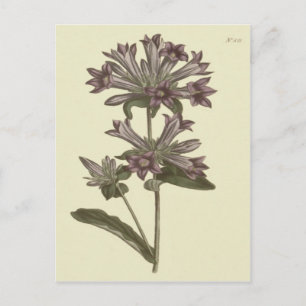 Gebundelde Campanula Botanische Illustratie Briefkaart