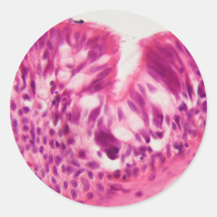 Gecilieerd epitheel onder de microscoop. ronde sticker