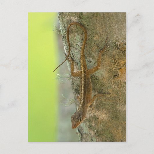 Gecko Briefkaart (Voorkant)