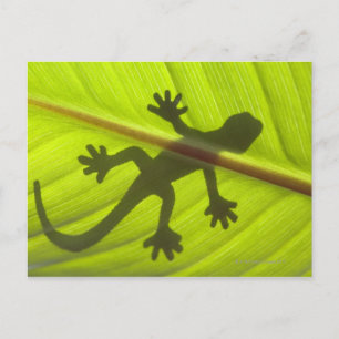 Gecko Briefkaart