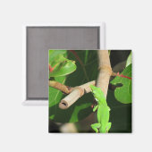 Gecko Chameleon Magnet (Recto/Verso)