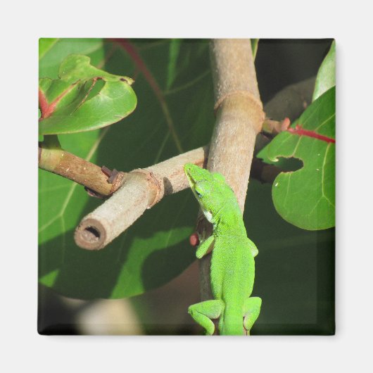 Gecko Chameleon Magnet (Devant)