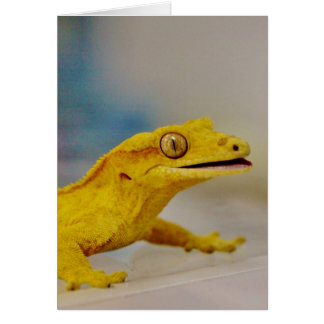 Gecko Crested Excité