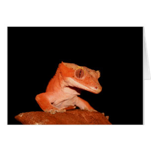 gecko crêté