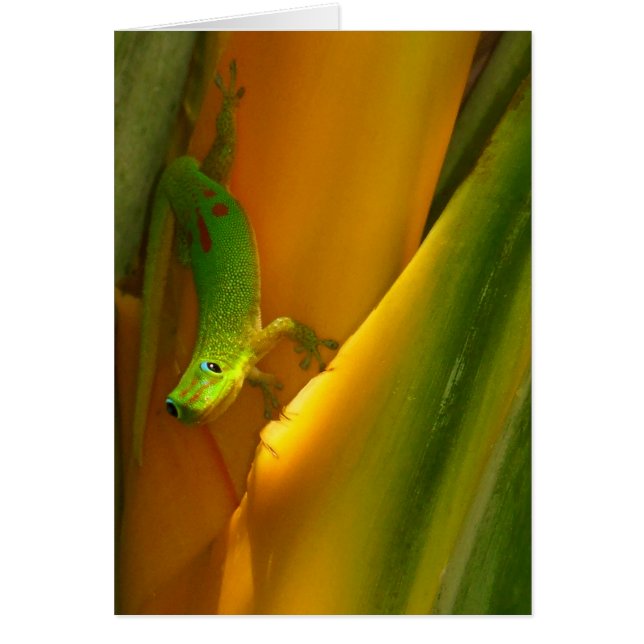 Gecko Gold Dust (Devant)